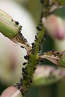 Infestation of blackfly on yucca