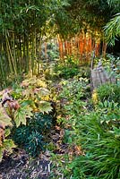 Borders of perennials and grasses with a path leading through. Diphylleia cymosa, Phyllostachys vivax 'Aureocaulis', Euphorbia, Hakonechloa macra. Aan de Dijk nursery and garden in The Netherlands