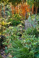 Borders of perennials and grasses with a path leading through. Diphylleia cymosa, Phyllostachys vivax 'Aureocaulis', Euphorbia, Hakonechloa macra. Aan de Dijk nursery and garden in The Netherlands