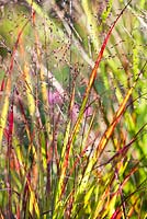 Panicum virgatum 'Shenandoah'