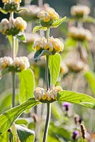 Phlomis russeliana