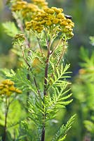 Tanacetum vulgare - tansy buttons