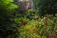 A lush densely planted sub tropical garden with a a variety of begonias with a clump of Costus barbatus 'Red Tower', with red cone shaped flowers.