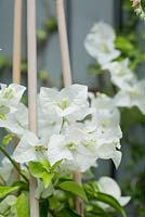 Bougainvillea 'White Cascade', with pure white bracts.