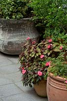 A group of pots of different shapes and styles featuring an Impatiens 'Sunpatiens', with pink flowers and bronze, green coloured foliage.