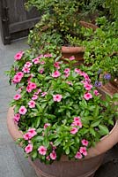 A large terracotta pot with a flowering Impatiens walleriana, Busy Lizzie, with candy pink flowers and dark pink centres, in amongst a group terracotta pots.