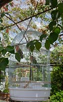 A white cage hanging in a garden with a pair of colourful lovebirds.