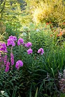 Hawthorn and Holly hedge to open countryside with Lythrum salicaria Firecandle, Phlox paniculata Eva Cullum, Helianthus Lemon Queen, Phlox maniculata Omega, Crocosmia Lucifer