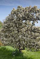 Espaliered Pear 'Winter Nellis' in blossom 