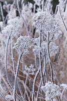 Eupatorium maculatum 'Red Dwarf'