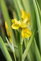 Iris pseudacorus 'Variegata' - yellow flag