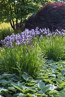 Iris sibirica 'Heavenly blue', Hosta - Tardiana Group 'Halcyon' - plantain lily and Acer palmatum 'Inaba-shidare' - Japanese maple in the background