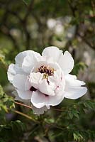 Paeonia rockii 