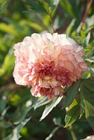 Paeonia x lemoinei 'Souvenir de Maxime Cornu' 