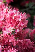 Rhododendron kaempferi 'Komatsui' 