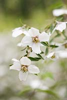 Philadelphus maculatus 'Sweet Clare' - mock orange, AGM