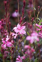 Gaura lindheimeri 'Geyser Pink' 