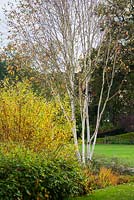 Betula utilis var. jacquemontii and Salix alba var. vitellina 'Yelverton' in autumn