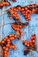 Iris foetidissima - 'stinking iris' ripe seeds in pods gathered to prevent nuisance seeding.