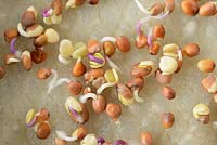 Leaf radish 'Sangria' - Grown indoors as micro leaf salad. Seeds germinating on damp matting in plastic tray

