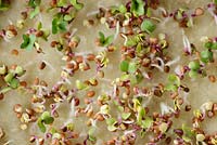 Leaf radish 'Sangria' - Grown indoors as micro leaf salad. Seeds germinating on damp matting in plastic tray

