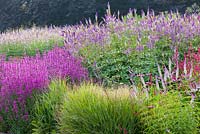 Early morning sun shines through flowers in the  Floral Labyrinth at Trentham Gardens, Staffordshire, designed by Piet Oudolf. Photographed in summer planting includes Veronicastrum, Persicaria and Lythrum
