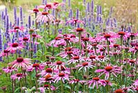 A detail of planting in the Floral Labyrinth at Trentham Gardens, Staffordshire, designed by Piet Oudolf. Photographed in summer it features Echinacea purpurea and Agastaches