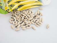 Beans ready for planting in spring - Wachs Beste von Allen - Dwarf yellow french beans