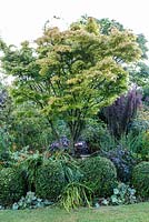 Little Ash Garden, Fenny Bridge, Devon. Deep shrub border with Acer palmatum providing height