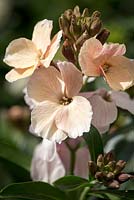 Erysium 'Sunset Apricot', wallflower