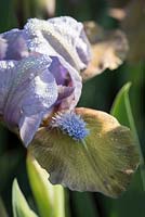 Iris 'Hocus Pocus'