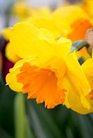 Narcissus 'Pimpernel'