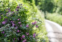 Red Campion, Silene dioica growing in hedgerow