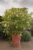 Brugmansia suaveolens in a large terracotta container - October, The Exotic Garden, Abbeywood Gardens, Cheshire