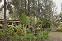 Tropical garden with Brugmansias, Strelitzia reginae, Dicksonia antarctica and Pinus - Java, Indonesia