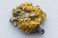 Xanthoria parietina - Lichens