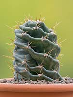 Spiralling Cereus