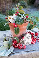 Frosty Gaulteria procumbens in terracotta pot with heart and cotoneaster berries