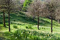 The Meadow with Narcissus and Corylus colurna grown as standards just coming into leaf. Veddw House Garden, Monmouthshire, South Wales. March 2017. Garden designed and created by Charles Hawes and Anne Wareham