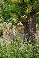 Chinese Windmill Palm - Trachycarpus fortunei with Salvia and grasses in The World Vision Garden. RHS Hampton Court Palace Flower Show 2015. Designer John Warland.