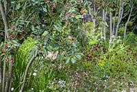 Amelanchier lamarckii with Sanguisorba 'Chocolate Tip' - QEFs A Different Point of View - RHS Hampton Court Flower Show 2015, Designer: Juliet Hutt