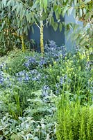 Eryngium bourgatii 'Picos Blue', Eucalyptus pauciflora subsp. debeuzevillei in Living Landscapes: Healing Urban Garden, RHS Hampton Court Palace Flower Show 2015. Designer Rae Wilkinson