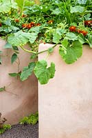 The Three Sisters Bed with three crops:  maize, beans, squash and marigolds. African Vision: Malawi Garden. RHS Hampton Court Flower Show 2015. Designed by Gabrielle Evans