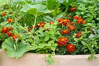 The Three Sisters Bed with three crops:  maize,  Pea 'Douce Provence', squash and marigolds. African Vision: Malawi Garden. RHS Hampton Court Flower Show 2015. Designed byGabrielle Evans