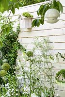 White painted  timber wall with birdboxes, insect hotels, bird feeders and planting of Ammi majus and Allium seedheads - Living Landscapes 'City Twitchers' garden, RHS Hampton Court Flower Show 2015. Designed by Sarah Keyser