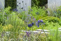 Planting of Agapanthus 'Silver Baby', Salvia, Iris, Foeniculum and Pitttosporum 'Nana' in front of greay wall and Taxus baccata clipped hedge. The Scotty's Little Soldiers Garden, RHS Hampton Court Palace Flower Show 2015. Designer: Graeme Third
