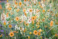 Verbascum, Astrantia 'Star of Beauty' and Geum 'Totally Tangerine' - The Macmillan Legacy Garden - RHS Hampton Court Flower Show 2015. Designer: Ann Marie Powell, Gold