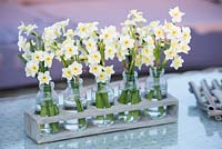 Floral arrangement of Narcissus in small glass vases. The Garden Furniture Centre stand, RHS Flower Show Cardiff 2017
