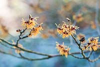 Hamamelis x intermedia 'Vesna'