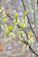 Stachyurus praecox